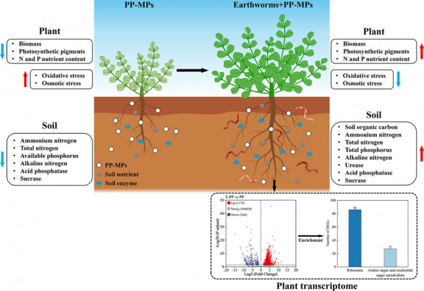 Earthworms Shown to Counteract the Harmful Effects of Microplastics on Plants